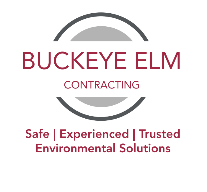 Buckeye Elm
